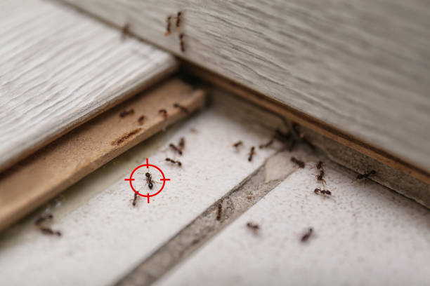 Best Mosquito Control Services  in Pooler, GA