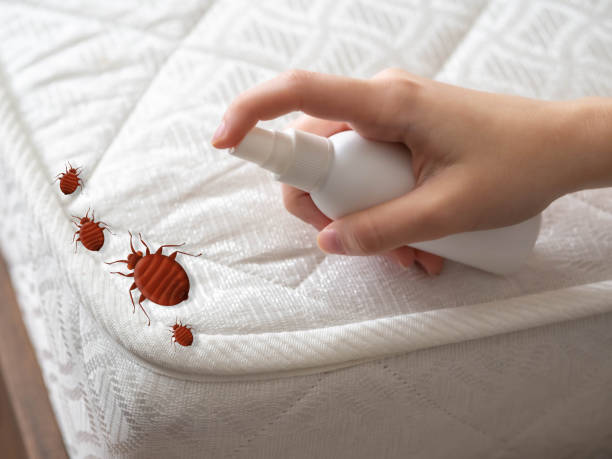 Best Spider Control Near Me  in Pooler, GA